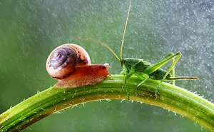 Magical Macro World Of Snails And Bugs By Vadim Trunov