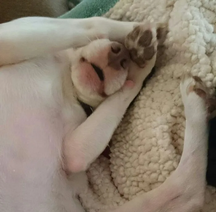 159 Dogs Who Suck At Hide-And-Seek