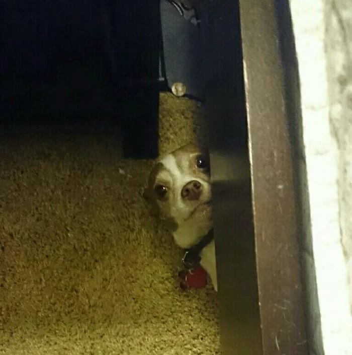 159 Dogs Who Suck At Hide-And-Seek
