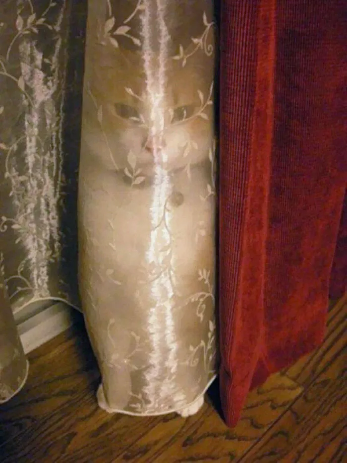 32 Ninja Cats That Have Mastered The Ancient Art Of Ninjutsu