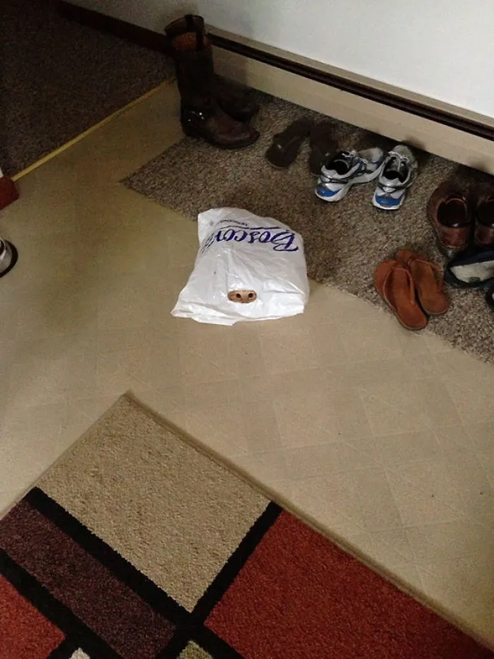 32 Ninja Cats That Have Mastered The Ancient Art Of Ninjutsu