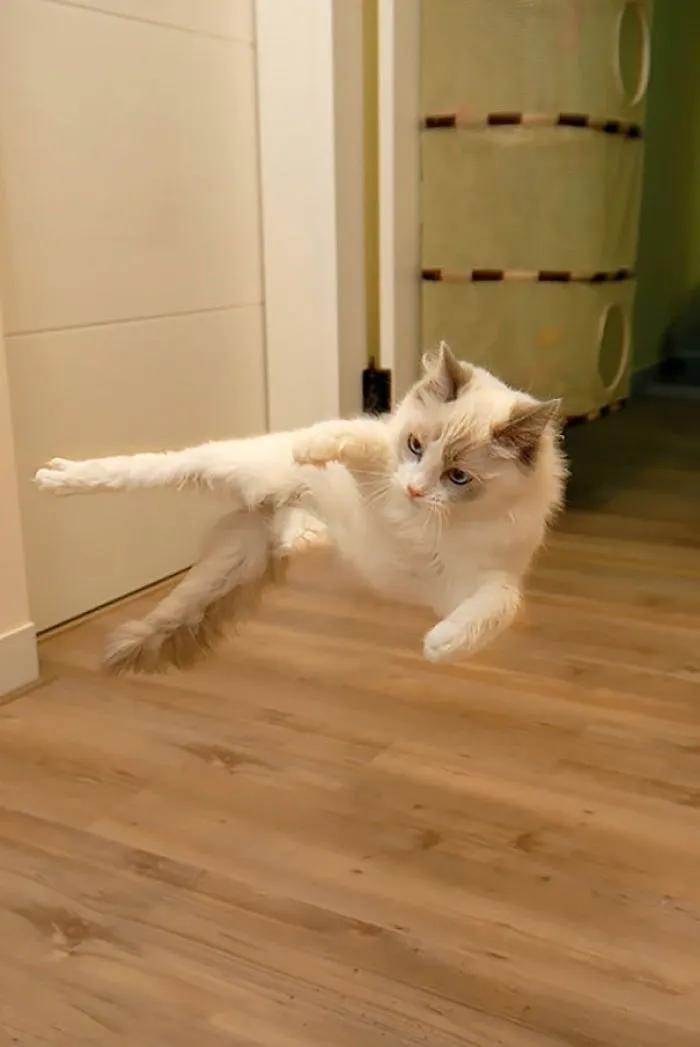 32 Ninja Cats That Have Mastered The Ancient Art Of Ninjutsu