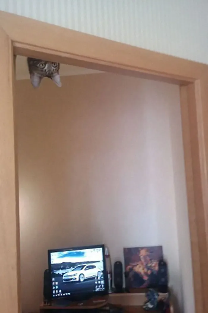 32 Ninja Cats That Have Mastered The Ancient Art Of Ninjutsu