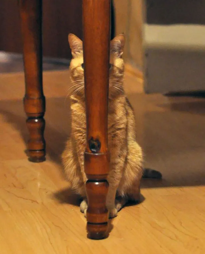 32 Ninja Cats That Have Mastered The Ancient Art Of Ninjutsu