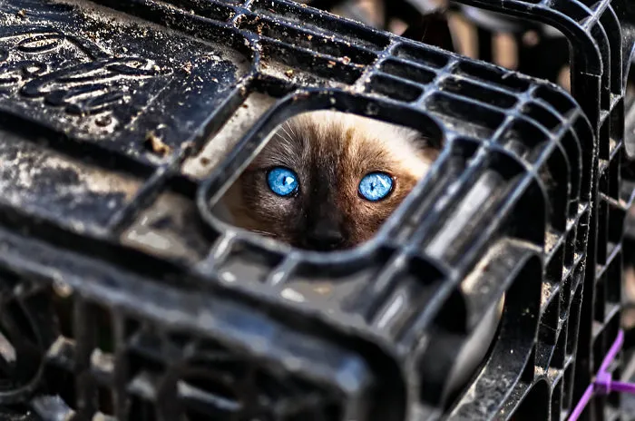 32 Ninja Cats That Have Mastered The Ancient Art Of Ninjutsu