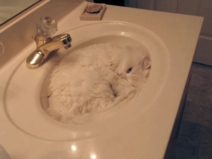 32 Ninja Cats That Have Mastered The Ancient Art Of Ninjutsu