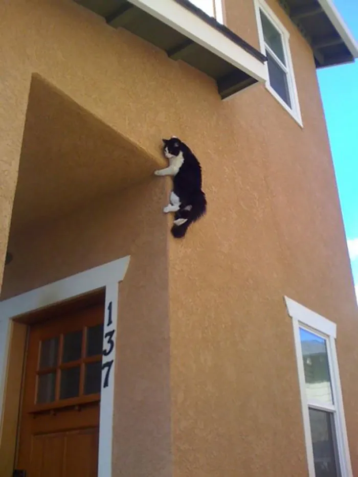 32 Ninja Cats That Have Mastered The Ancient Art Of Ninjutsu