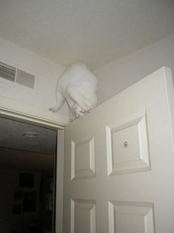 32 Ninja Cats That Have Mastered The Ancient Art Of Ninjutsu