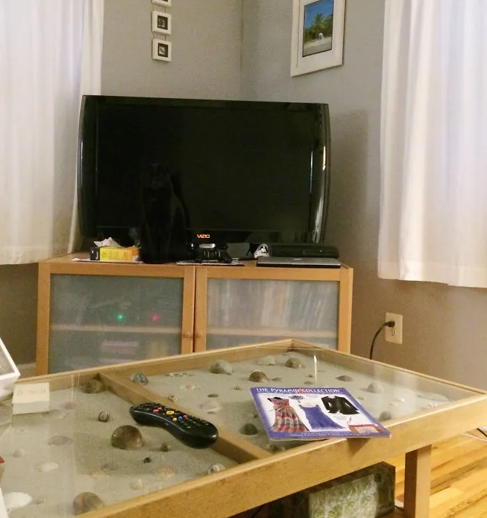 32 Ninja Cats That Have Mastered The Ancient Art Of Ninjutsu