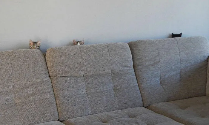 32 Ninja Cats That Have Mastered The Ancient Art Of Ninjutsu