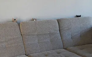 32 Ninja Cats That Have Mastered The Ancient Art Of Ninjutsu
