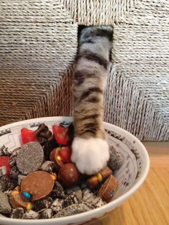 32 Ninja Cats That Have Mastered The Ancient Art Of Ninjutsu