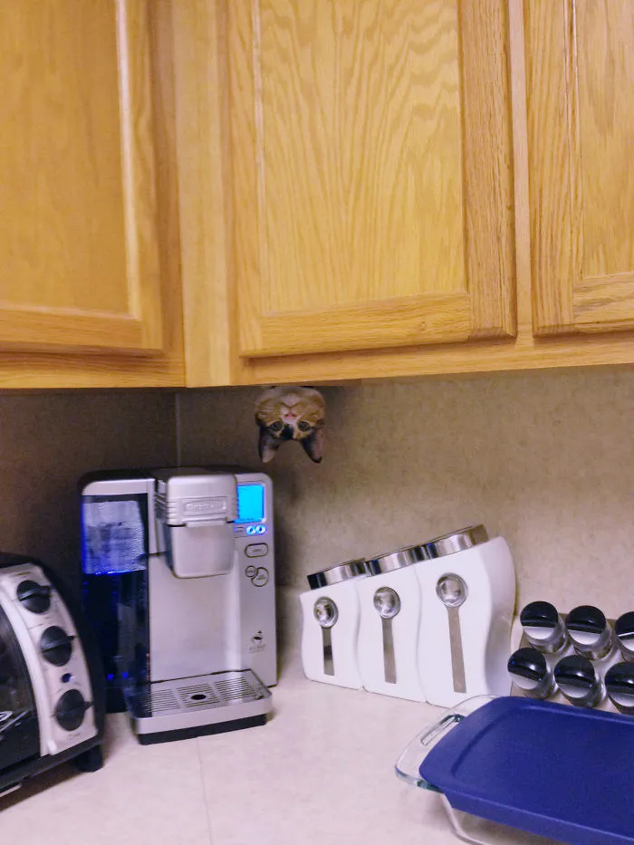 32 Ninja Cats That Have Mastered The Ancient Art Of Ninjutsu