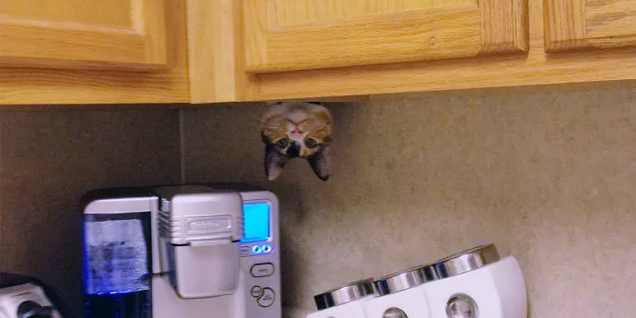 32 Ninja Cats That Have Mastered The Ancient Art Of Ninjutsu