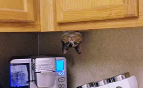 32 Ninja Cats That Have Mastered The Ancient Art Of Ninjutsu