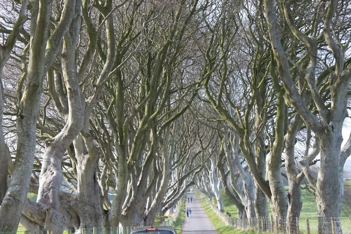 The Dark Hedges, Northen Ireland