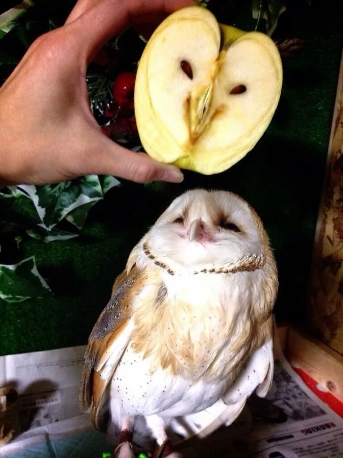 Owl