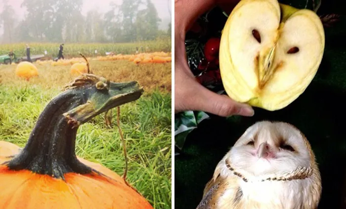 Pareidolia: 192 Faces Hidden In Everyday Objects