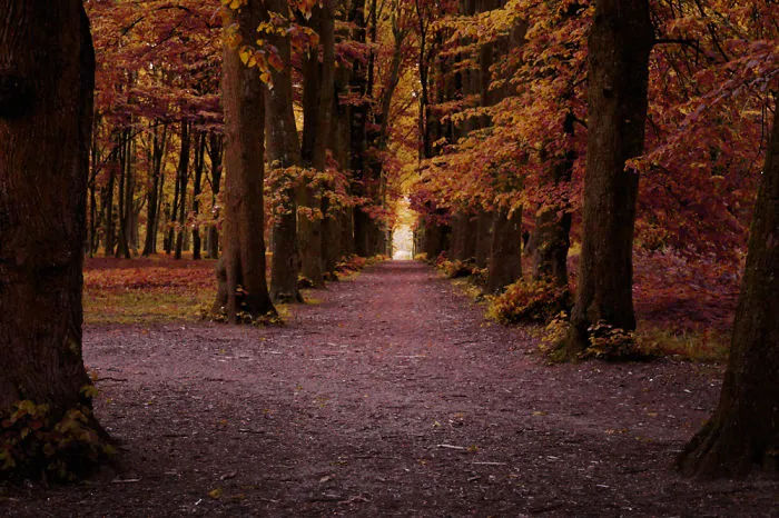 Park Alley In Czaplinek, Poland