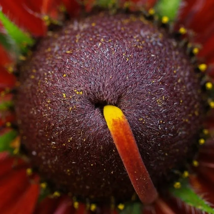Peculiar Flowers