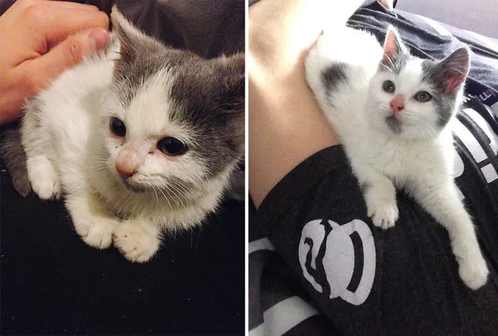 Little Stray Cat