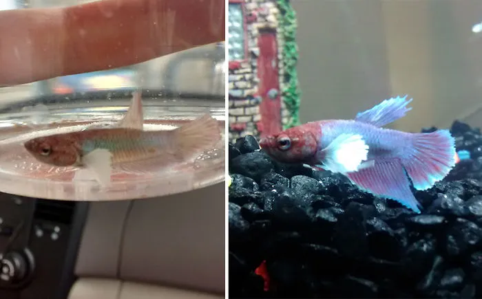Dumbo Plakat Betta Fish