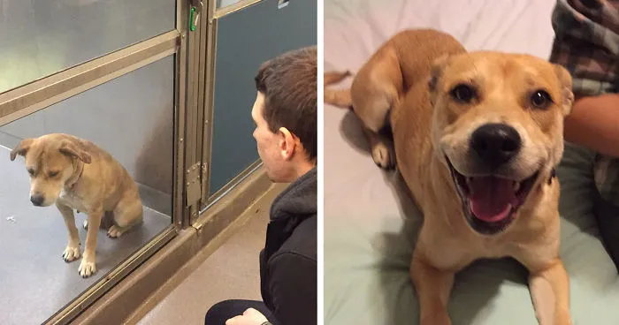 50 Before & After Pics Show The Difference A Day Of Adoption Can Make To A Shelter Pet