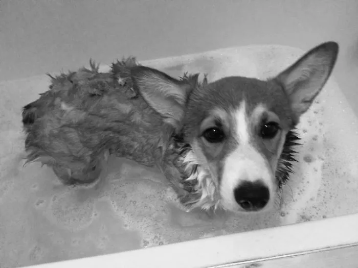 Corgis Of The Interwebs..123 Hoomans Go!