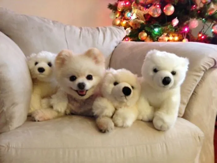 159 Dogs Who Suck At Hide-And-Seek