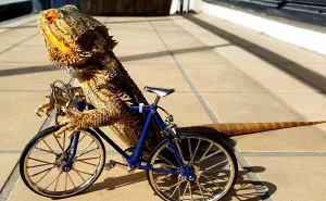 Meet Pringle: The Cute Bearded Dragon That Never Gets Bored