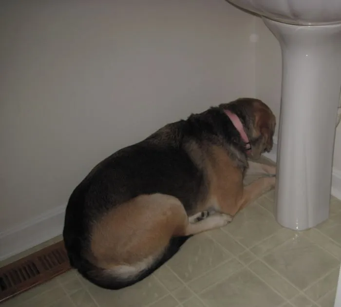 159 Dogs Who Suck At Hide-And-Seek