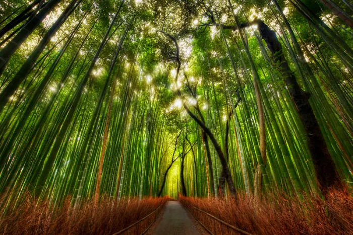 Bamboo Forest, Sagano, Japan