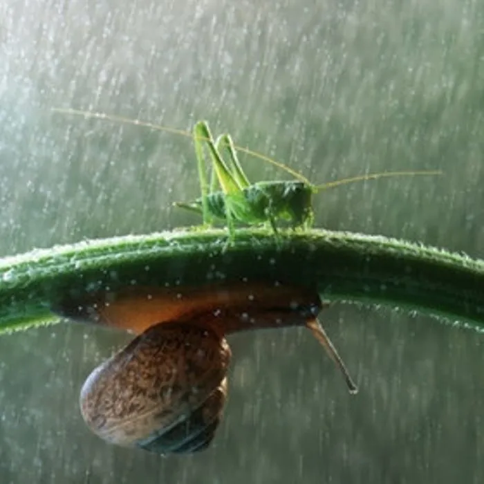 Photographer Vadim Trunov’s Journey Through The Secret Life Of Snails
