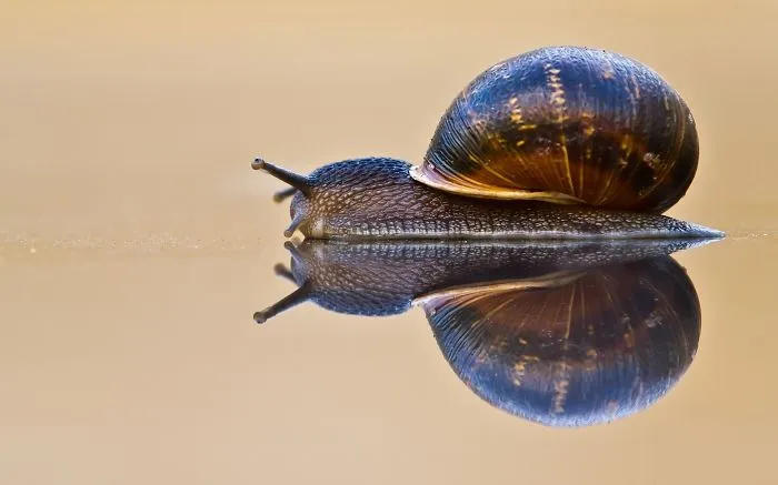 Reflection