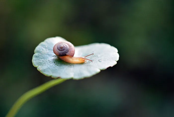 Snail Walk