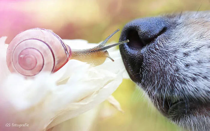 Kiss