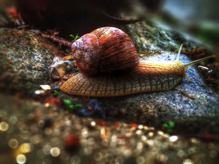 A Snail In Mica