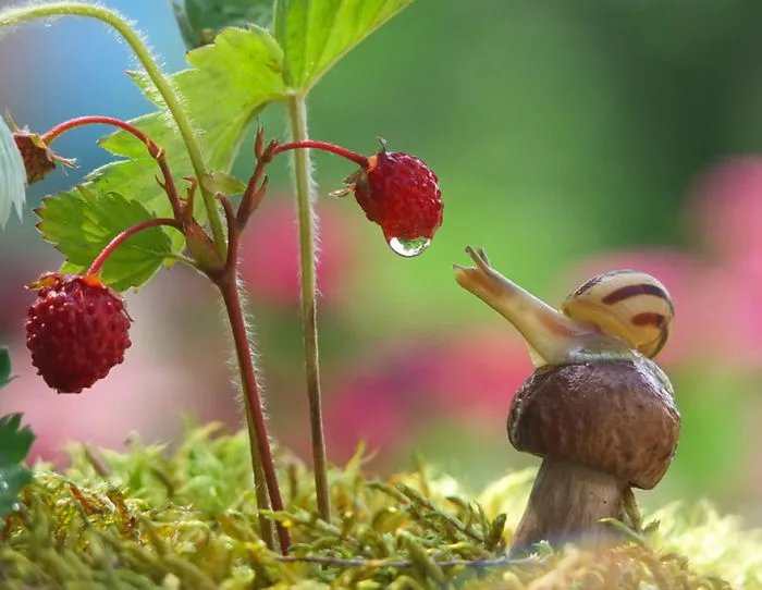 A Magical Miniature World Of Snails