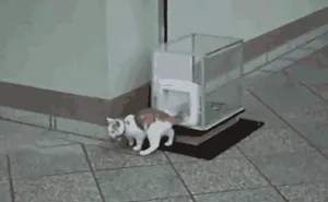 62 Spoiled Cats That Probably Live Better Than You
