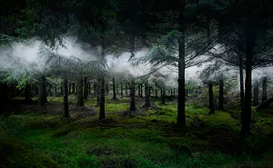 Artist Has Spent 7 Years Turning UK Forests Into Works Of Art