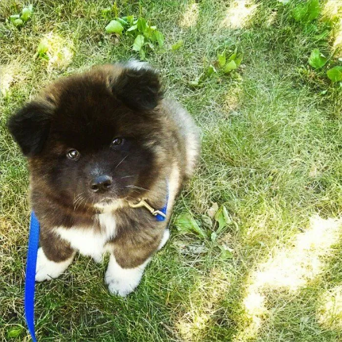 Kuma - Longcoat American Akita