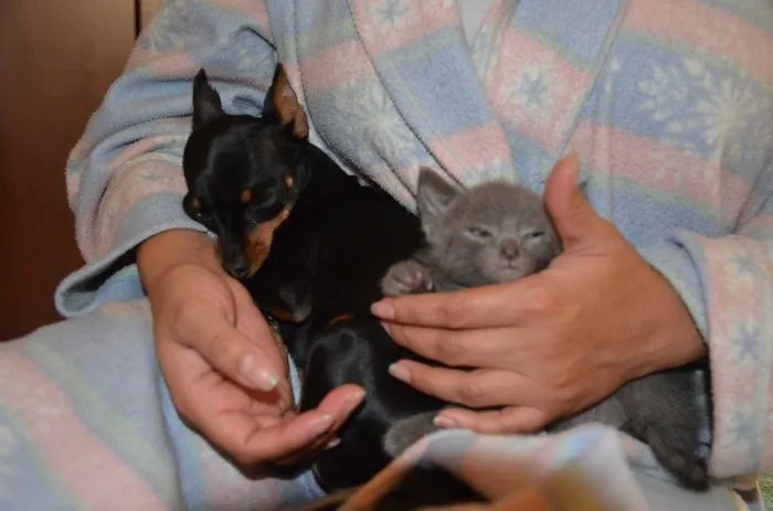 80 Cats Who Use Dogs As Pillows