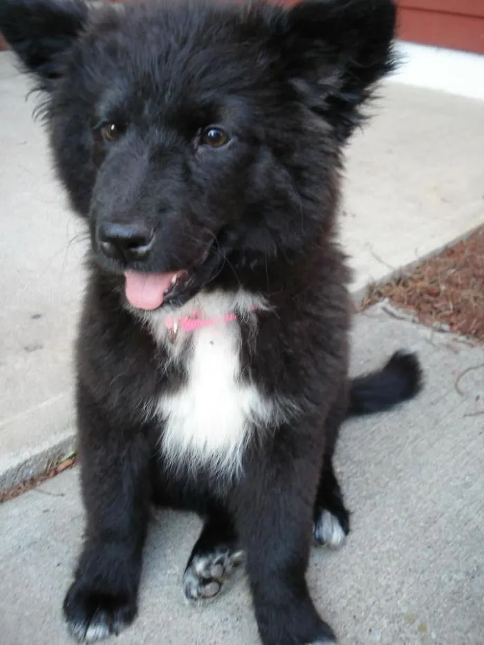 Border Collie/husky/chow Chow Mix