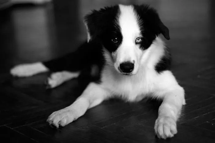 122 Unusually Beautiful Animals With Different-Colored Eyes