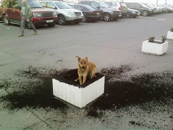 Where I Can Put My Bone?