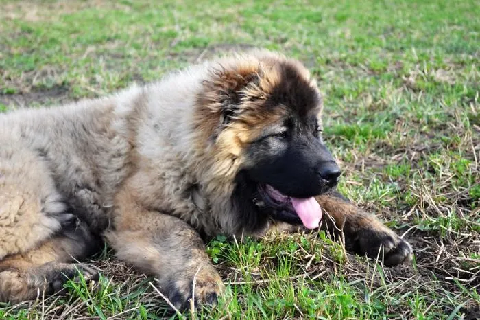 Arkan The Puppy