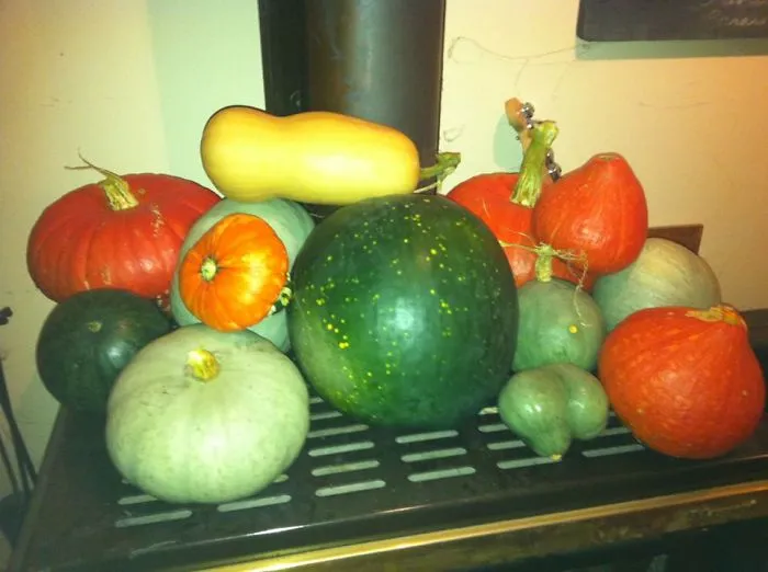 My Garden Harvest