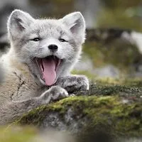 Arctic Fox Centre