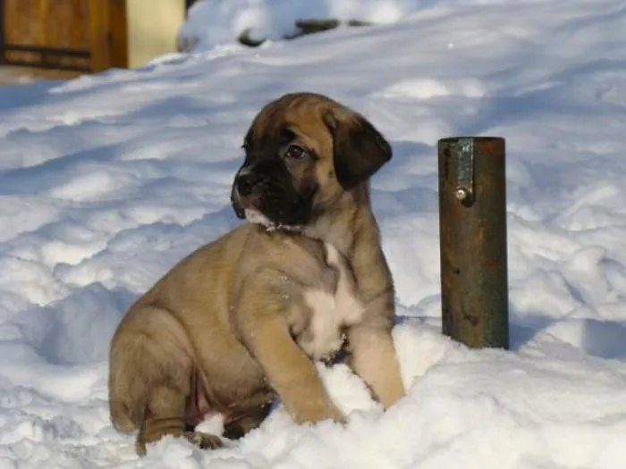 Fanny Cane Corso Puppy :)