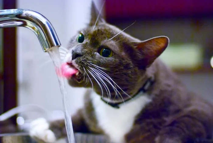 73 Crazy Cats That Actually Love Water